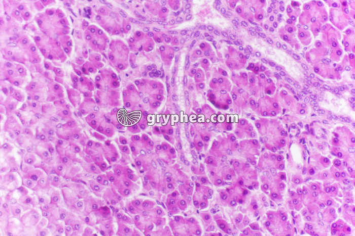 Pancréas exocrine (acini, Cobaye) x100 - gryphea.org